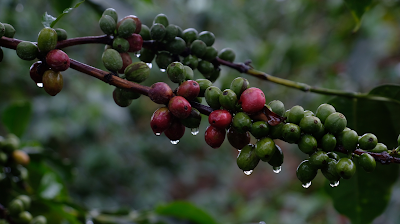First Crop Coffee Roastery 사진 3