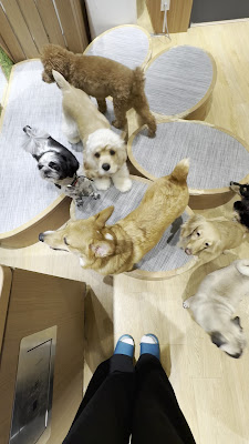 Dog Cafe Rio in SHINJUKU 사진 2