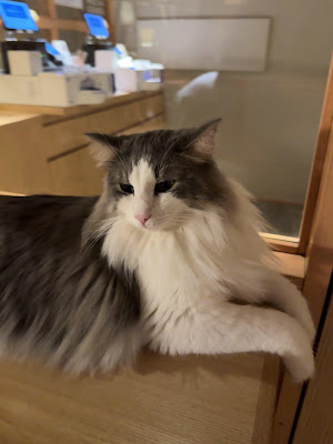 Cat Cafe MOCHA Lounge Shinjuku 사진 2
