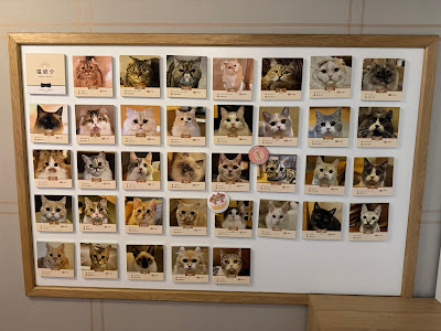 Cat Cafe MOCHA Lounge Shinjuku 사진 4