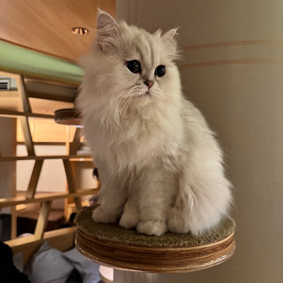 Cat Cafe MOCHA Lounge Shinjuku 사진 5