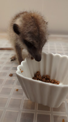 Meerkat Café googoo 사진 2