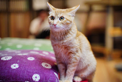 Calico Kichijoji 사진 3
