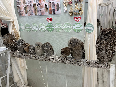 아울카페 아키바 후쿠로우 사진 3