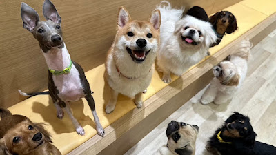 Dog Cafe Rio in AKIHABARA 사진 4