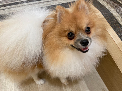 Dog Cafe Rio in AKIHABARA 사진 5
