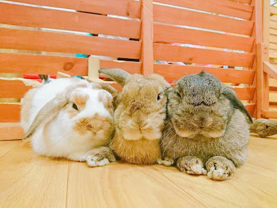 Bunny Cafe Moff Rell 사진 3