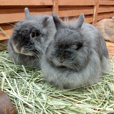 Bunny Cafe Moff Rell 사진 4