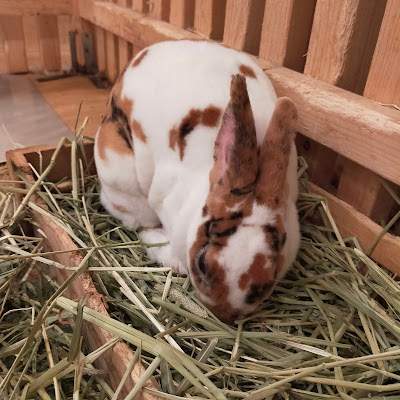 Bunny Cafe Moff Rell 사진 5