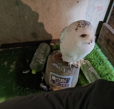 Owl's Nest Cafe 사진 2