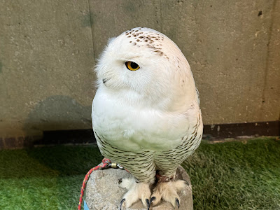 Owl's Nest Cafe 사진 5