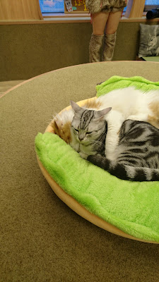 Cat Cafe BOKUTONEKO 사진 2