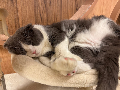 Cat Cafe BOKUTONEKO 사진 4