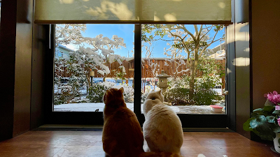 Shi-no-Cafe 사진 4