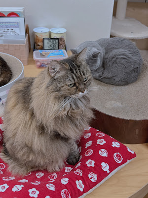 Cat Cafe Nyankoto 사진 4