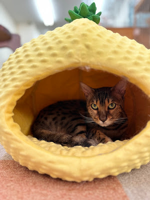 Cat Cafe Nyankoto 사진 3