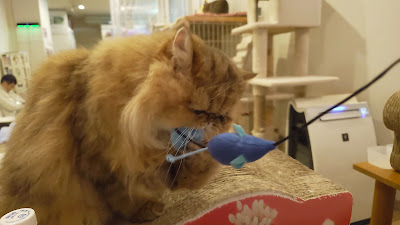 Cat Cafe Nyankoto 사진 2
