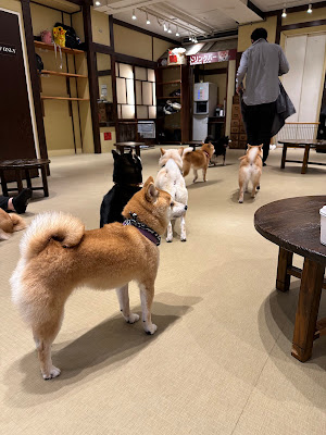 Asakusa's Mameshiba Cafe 사진 4