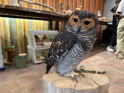 Owls Cafe OZ 사진 4