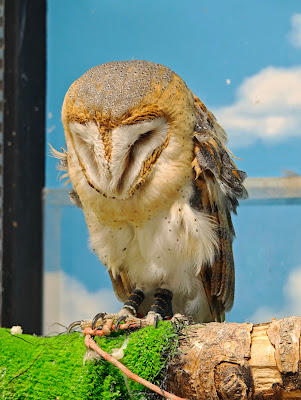 Owls Cafe OZ 사진 5