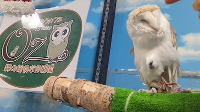 Owls Cafe OZ 사진 2