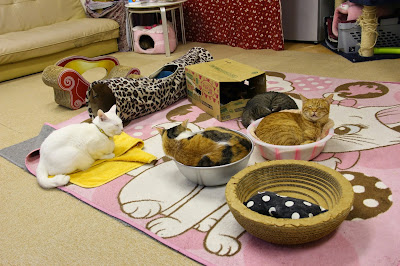 Cat Cafe Asakusa Neko-en 사진 2