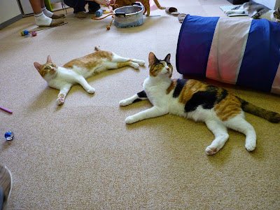 Cat Cafe Asakusa Neko-en 사진 3