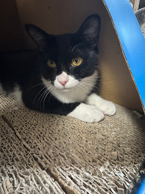 Cat Cafe Asakusa Neko-en 사진 5