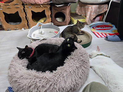 Cat Cafe Asakusa Neko-en 사진 4