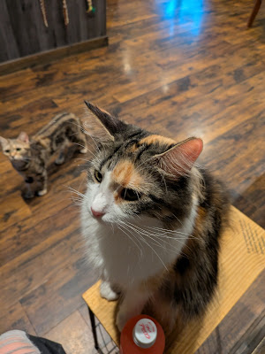 Cat Cafe Kurikuka Plus Asakusa 사진 3