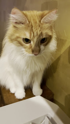 Cat Cafe Kurikuka Plus Asakusa 사진 2