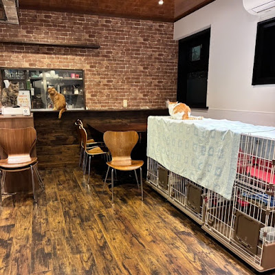 Yadorigi Cafe 사진 3
