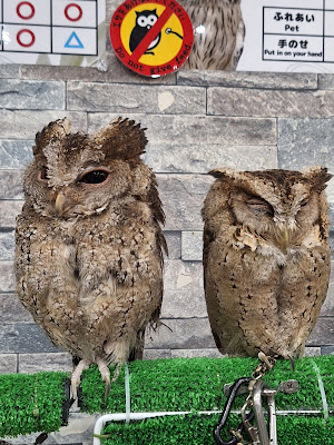 Owlpark ikebukuro 사진 4