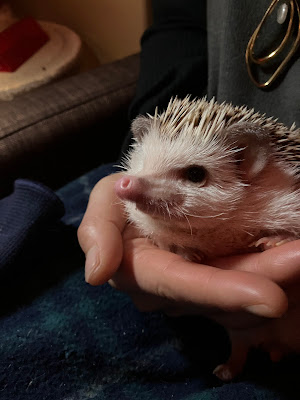 午前2時のハリネズミさん 사진 4