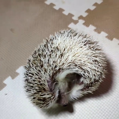 午前2時のハリネズミさん 사진 2