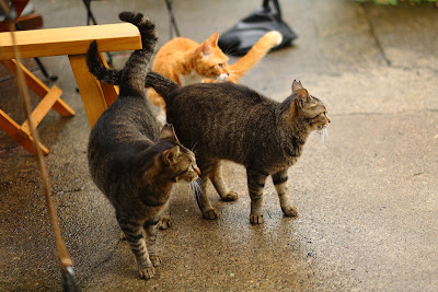 cafe minou 사진 5