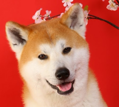 Hayachanchi 사진 4