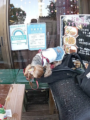 cacom 사진 2