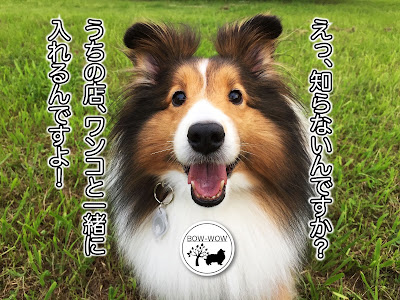 ドッグカフェ BOW WOW 사진 3