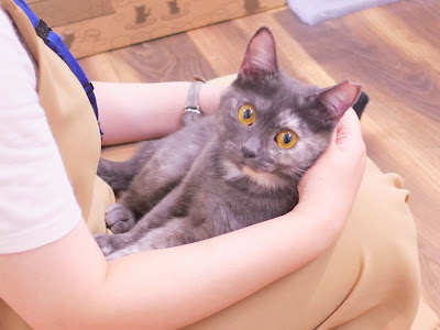 Miagolare - Cat cafe and adoption center 사진 4