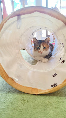 Miagolare - Cat cafe and adoption center 사진 3