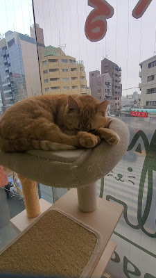 Miagolare - Cat cafe and adoption center 사진 2