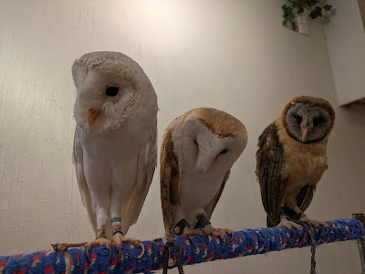 Owl Cafe Ginza 사진 4
