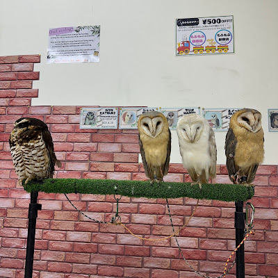 Owl Cafe Ginza 사진 3
