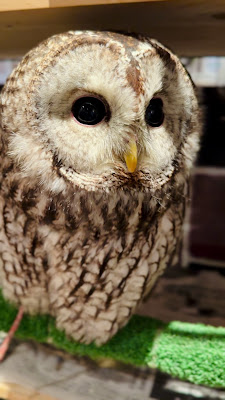 Owl Cafe Ginza 사진 2
