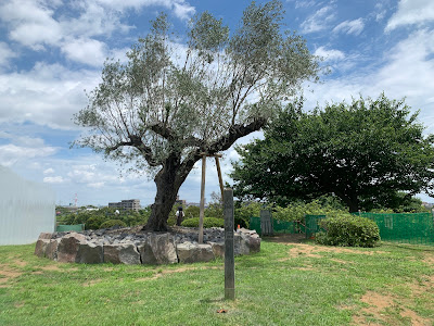 Buiroku Tree 사진 2
