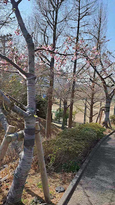Buiroku Tree 사진 3