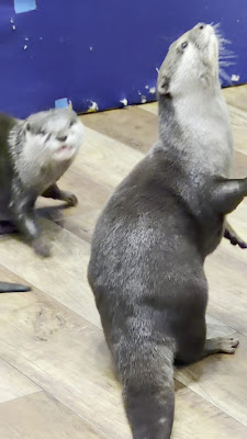 WAKABAYASHI カワウソ 사진 2