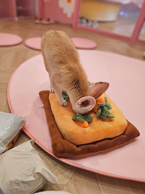 FennecHouse 原宿店 사진 3