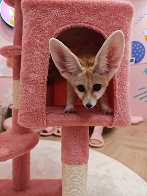 FennecHouse 原宿店 사진 5